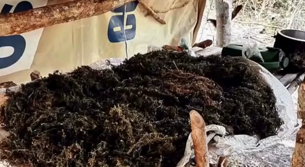 VÍDEO: Polícia destrói mais de 3.500 pés de maconha na região dos Lençóis