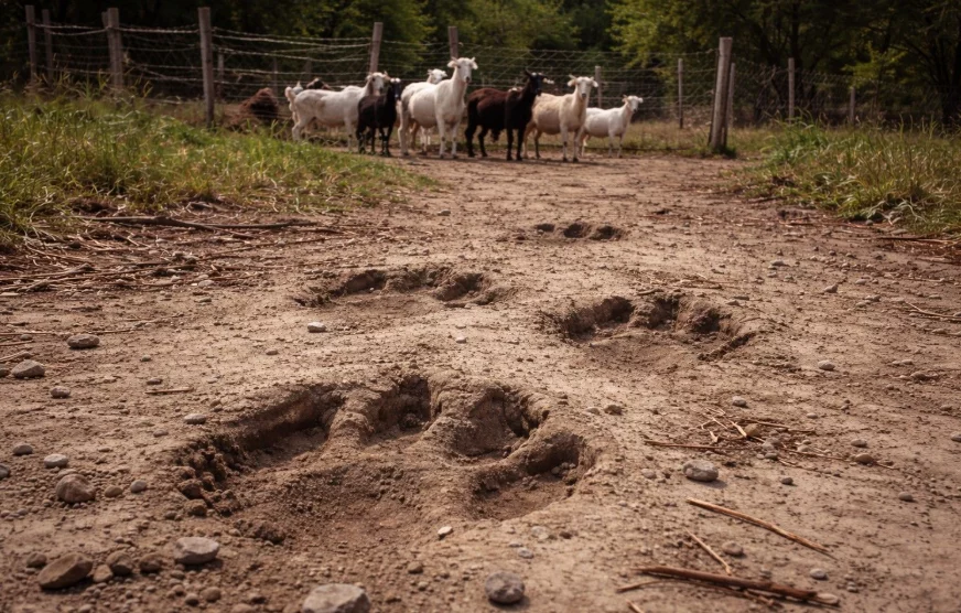 VÍDEO: Moradores relatam ataques a rebanhos e cobram providências