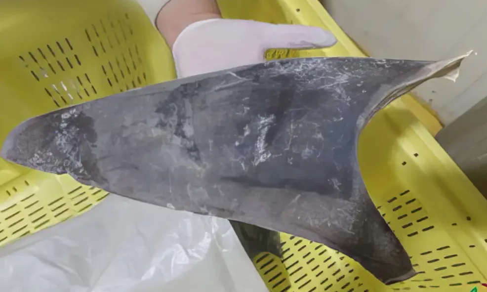 Exportação de barbatana do tubarão-azul é proibida no Brasil