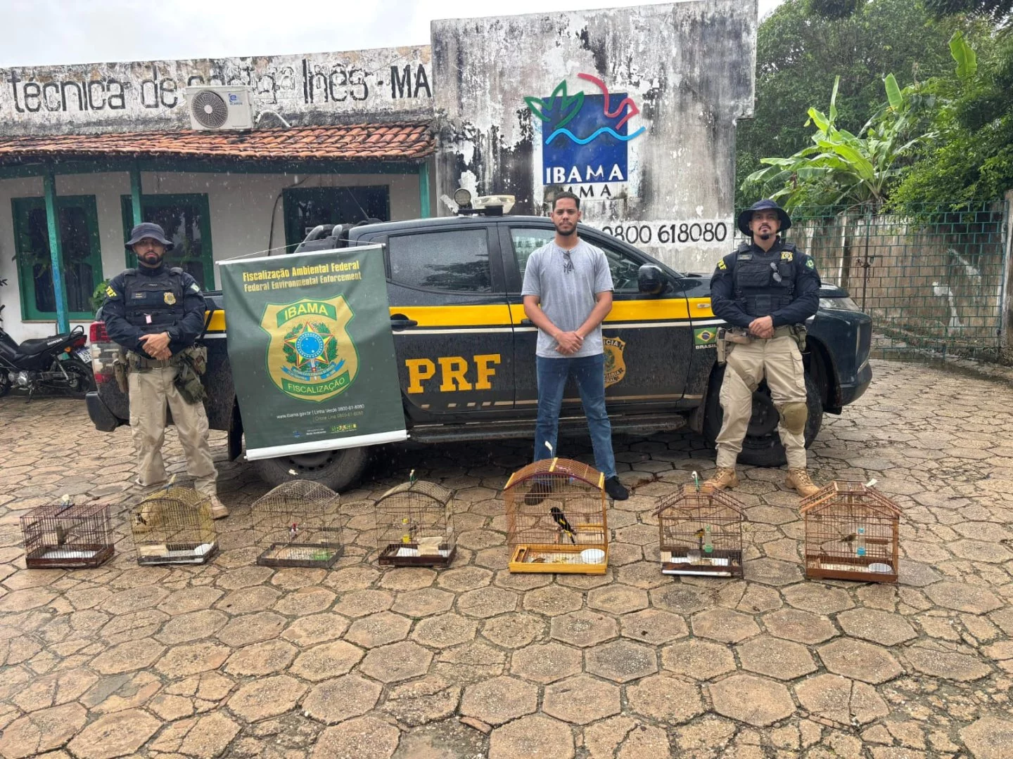 VÍDEO: PRF apreende madeira ilegal e resgata 27 animais silvestres no Maranhão