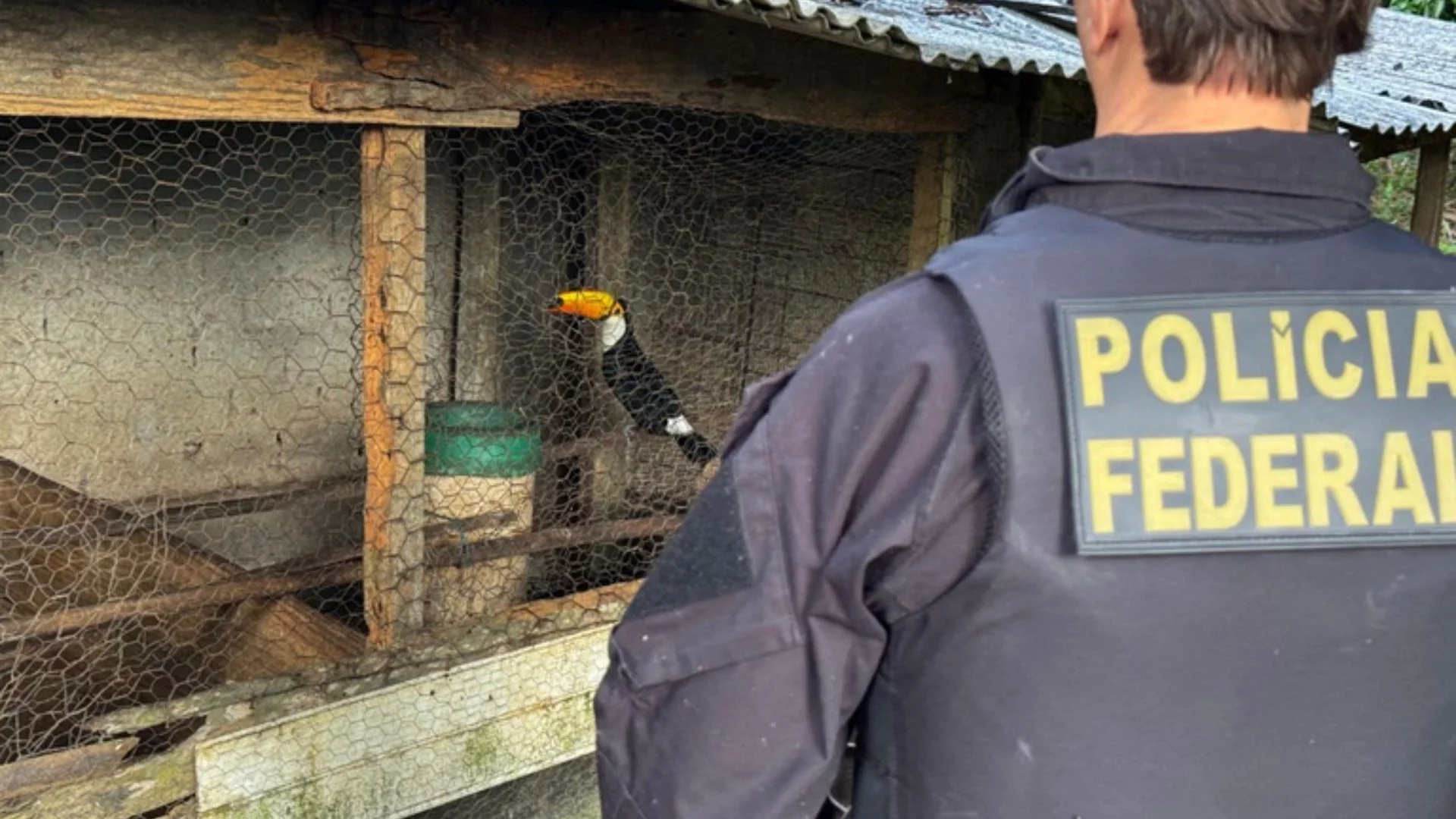 PF faz operação contra tráfico de animais no MA