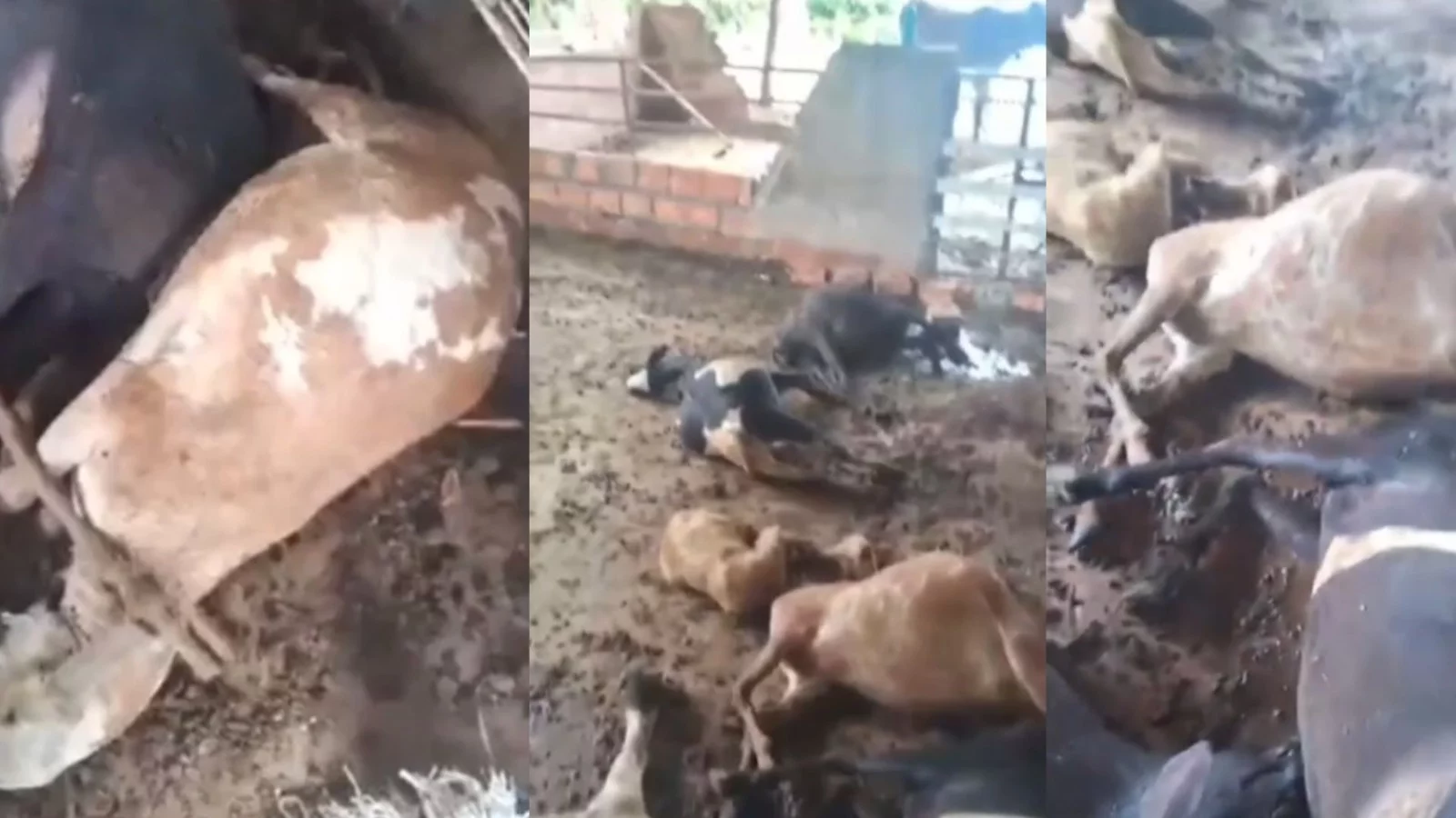 VÍDEO: Criações de animais são atacadas misteriosamente  no interior do Maranhão