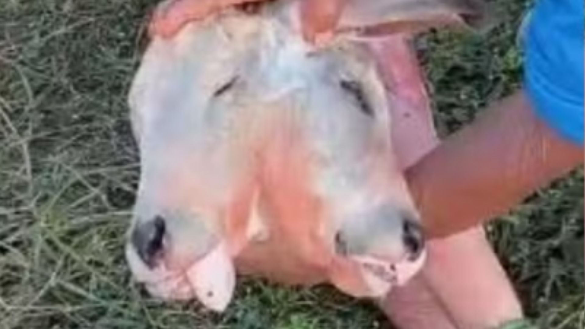Bezerro com duas cabeças nasce em Apicum-Açu e não sobrevive