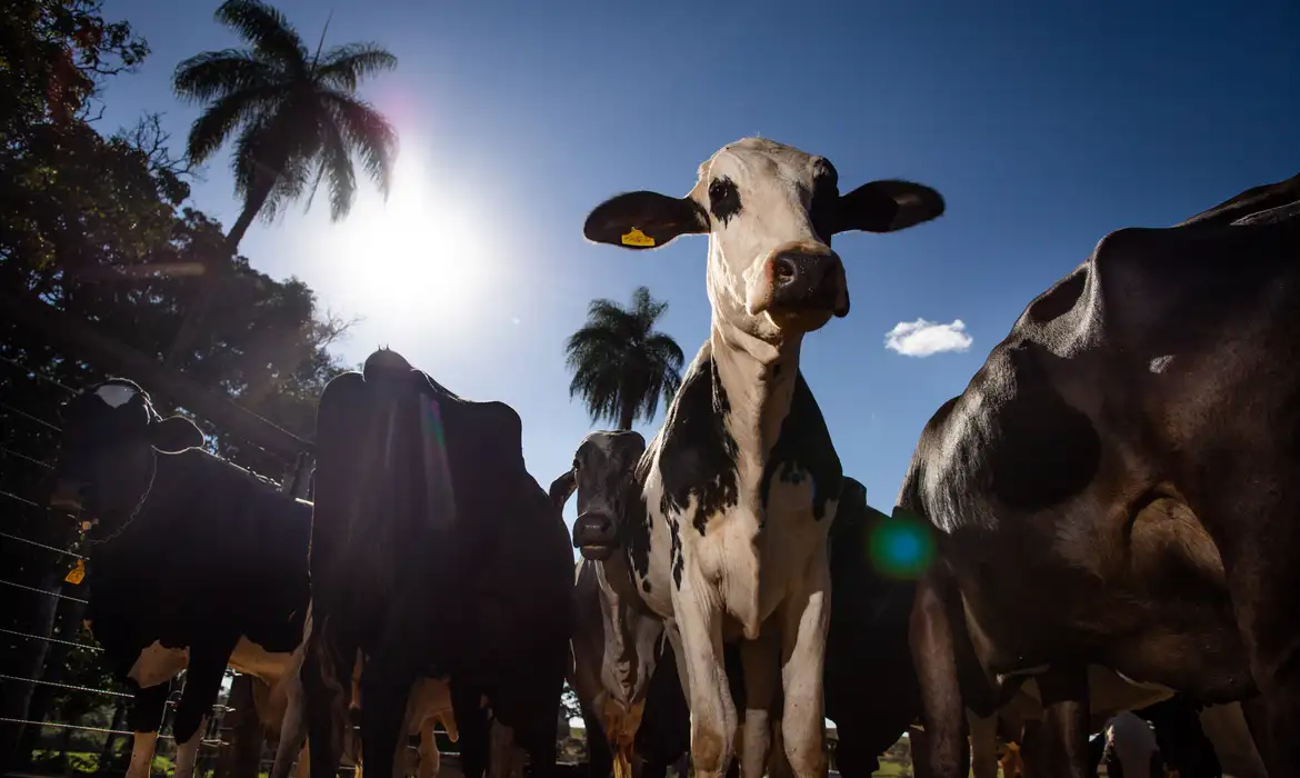 União Europeia oficializa veto à carne brasileira