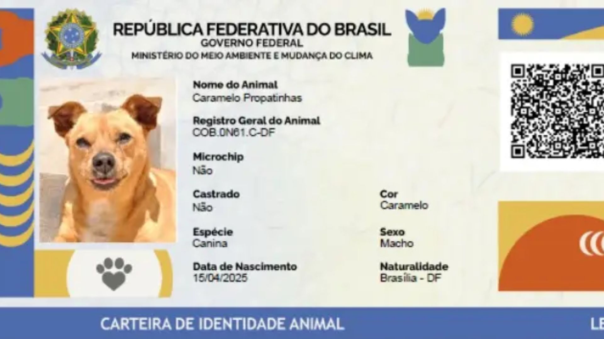 Maranhão tem mais de 25 mil cães e gatos cadastrados em sistema nacional