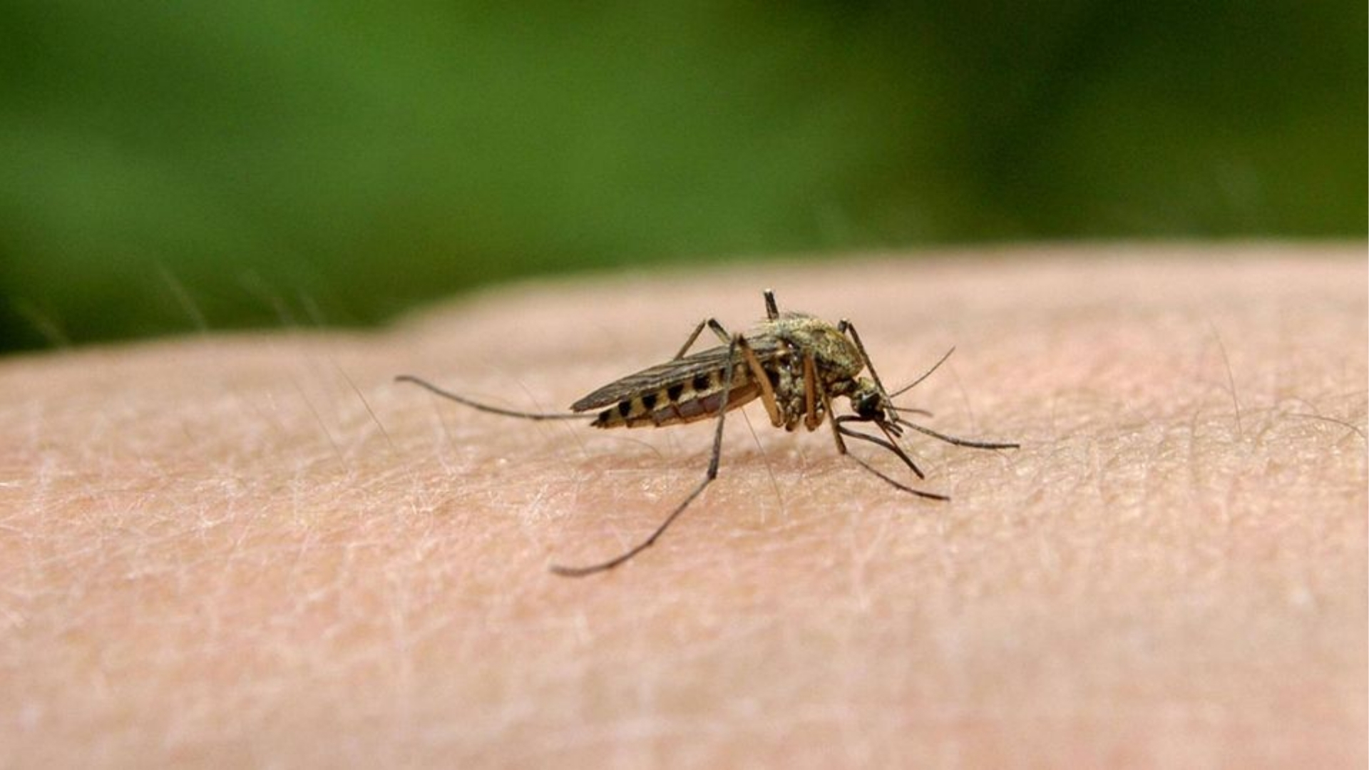 Casos de dengue aumentam 76,8% em São Luís