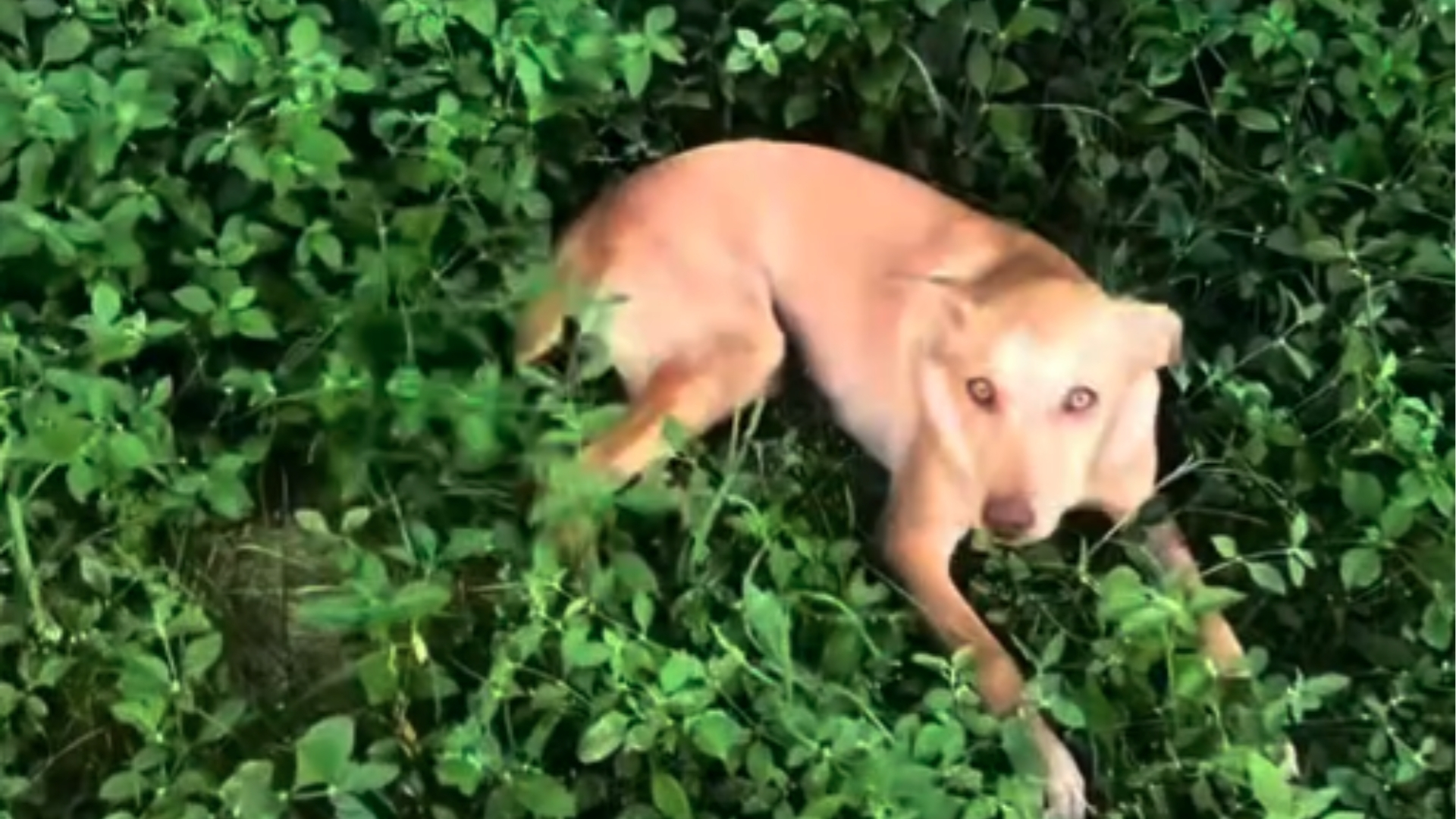 Mulher é suspeita de maus-tratos contra cadela no Anil, em São Luís